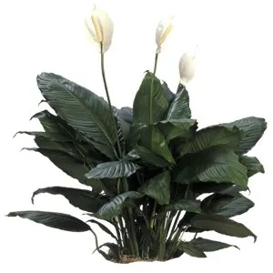 Spathiphyllum Supreme